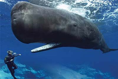 Sperm Whale এর তেলের গল্প