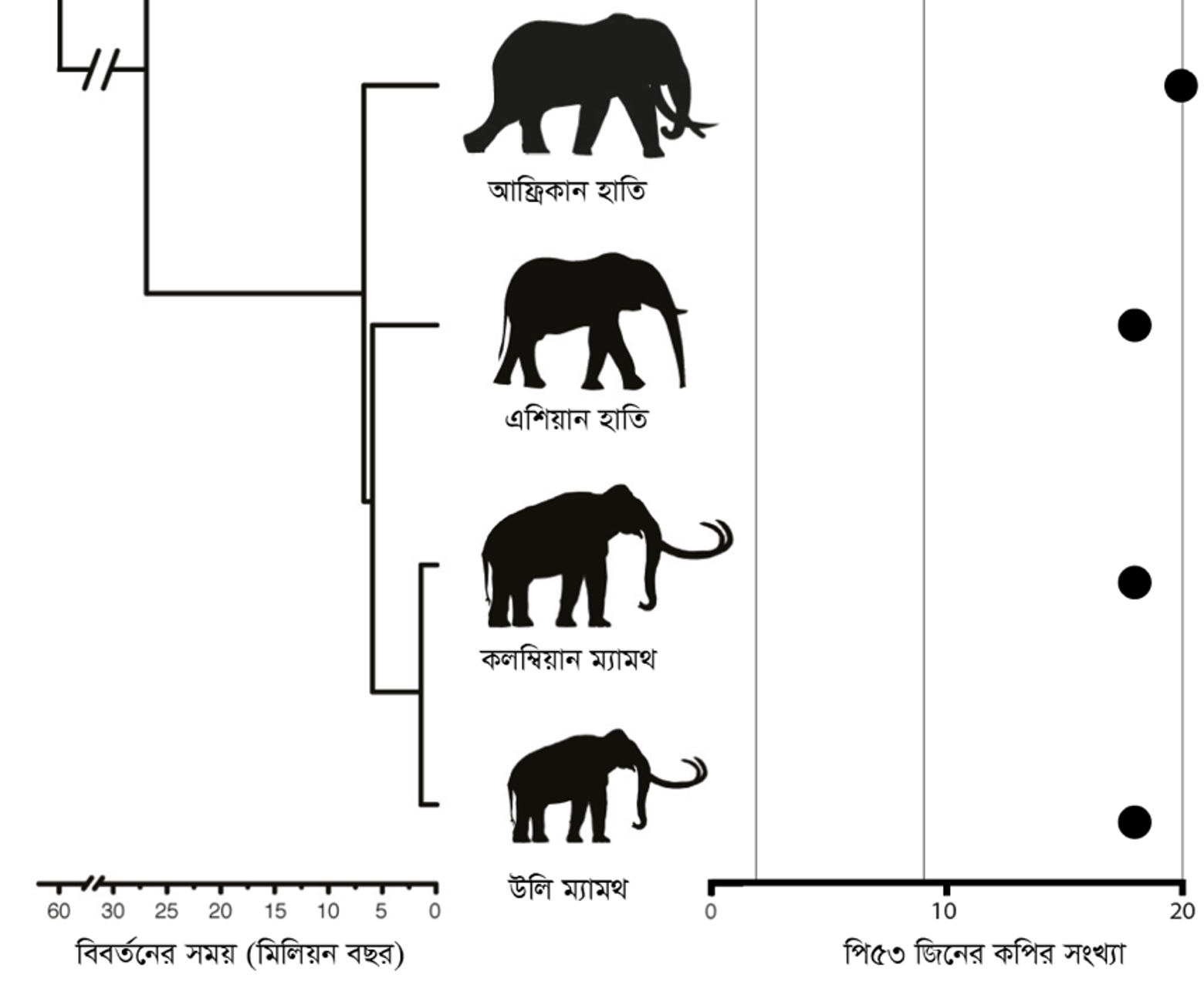 ঐরাবতের বিবর্তনে বাজিমাত