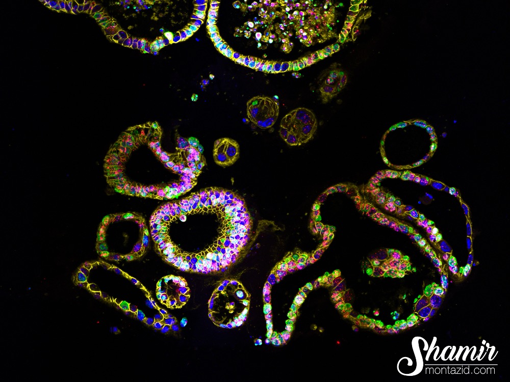 Shamir Montozid Info